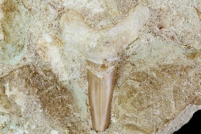 Otodus Shark Tooth Fossil in Rock - Eocene #111045